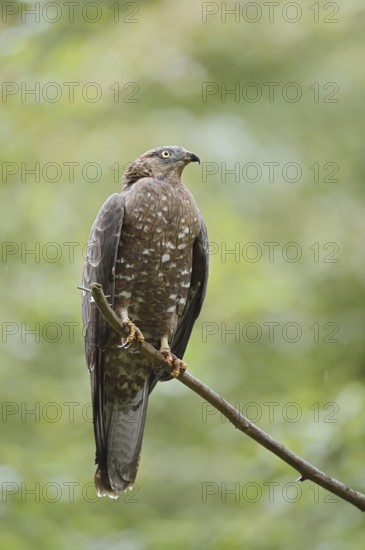Honey buzzard (Pernis apivorus) sitting on a branch, Bavaria, Germany