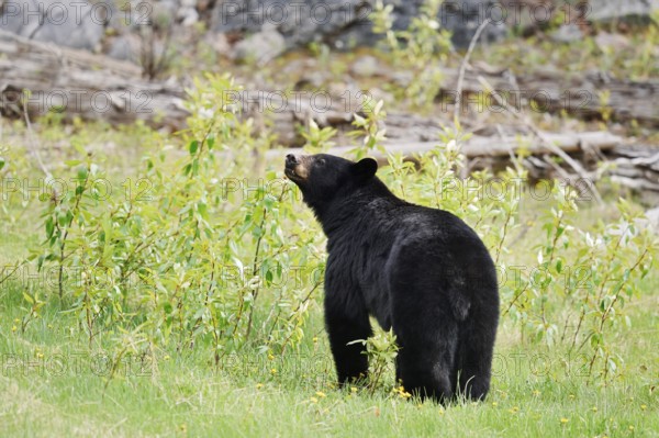 American Black Bear (Ursus americanus), Jasper National Park, Alberta, Canada
