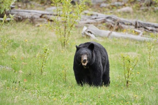 American Black Bear (Ursus americanus) eating grasses, Jasper National Park, Alberta, Canada