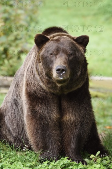 European brown bear (Ursus arctos arctos), captive, Bavaria, Germany