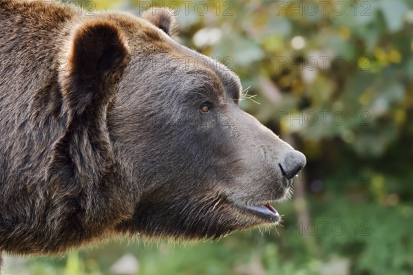 European brown bear (Ursus arctos arctos), portrait, captive, Bavaria, Germany