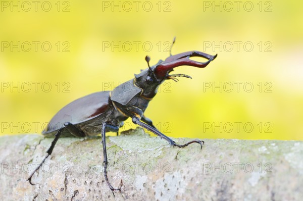 Stag beetle (Lucanus cervus), male, North Rhine-Westphalia, Germany