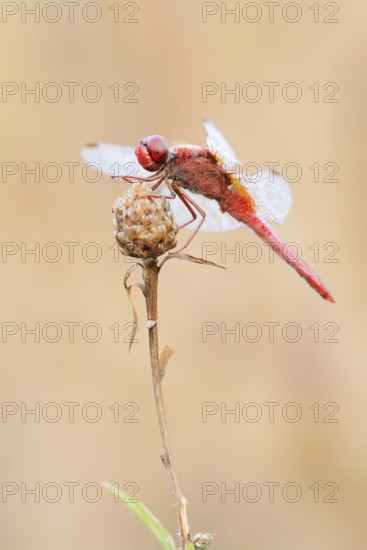 Scarlet Dragonfly (Crocothemis erythraea), male with dewdrops, North Rhine-Westphalia, Germany