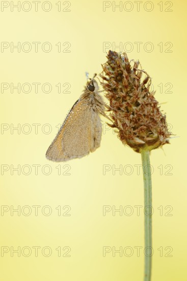 Small Skipper or Small Skipper butterfly (Thymelicus sylvestris) with dewdrops, North Rhine-Westphalia, Germany