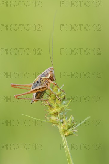 Roesel's bush-cricket (Roeseliana roeselii, Metrioptera roeselii), male, North Rhine-Westphalia, Germany