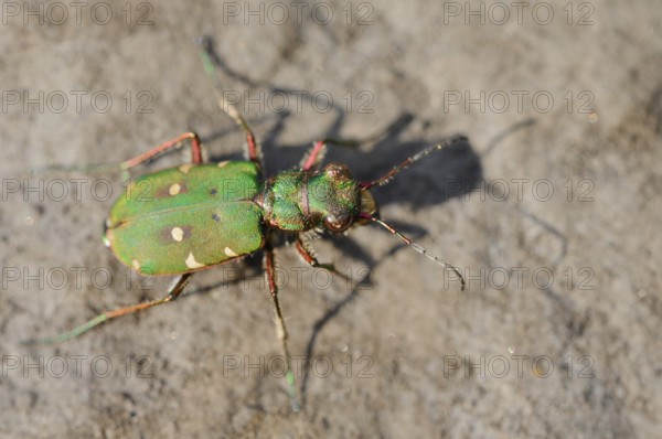 Field sand beetle or field sandpiper (Cicindela campestris), North Rhine-Westphalia, Germany