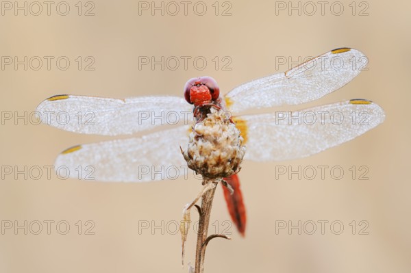 Scarlet Dragonfly (Crocothemis erythraea), male with dewdrops, North Rhine-Westphalia, Germany