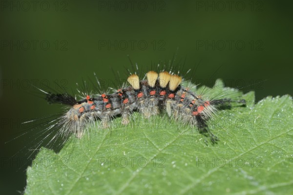 Blackthorn brush moth or small brush moth (Orgyia antiqua), caterpillar, North Rhine-Westphalia, Germany