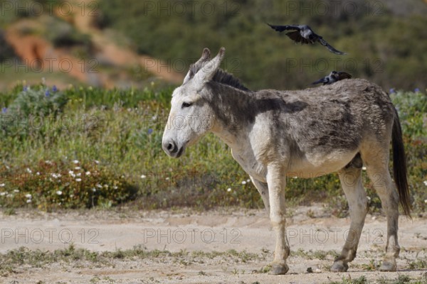 Domestic donkey (Equus asinus asinus) with jackdaws (Corvus monedula, Coloeus monedula) on its back, Algarve, Portugal