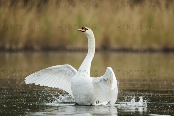 Mute swan (Cygnus olor), flapping wings, North Rhine-Westphalia, Germany