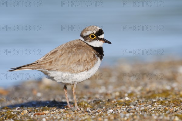 Little Ringed Plover (Charadrius dubius), North Rhine-Westphalia, Germany