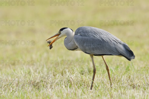 Grey heron (Ardea cinerea) standing in a meadow with a preyed mouse, North Rhine-Westphalia, Germany