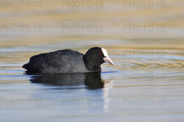 Eurasian Coot or coot rail (Fulica atra), North Rhine-Westphalia, Germany
