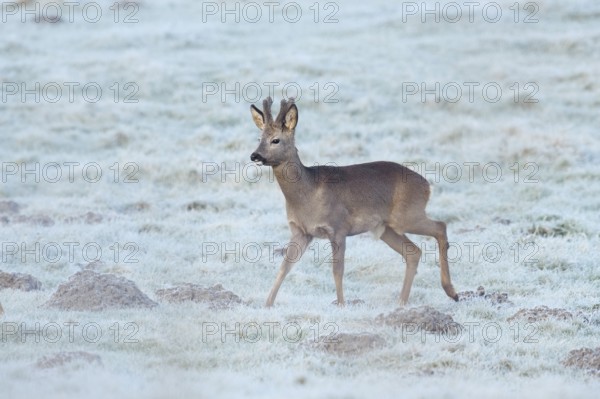 European roe deer (Capreolus capreolus), roebuck in a meadow with hoarfrost, North Rhine-Westphalia, Germany