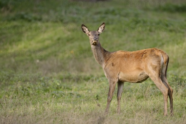 Red deer (Cervus elaphus), doe standing in a meadow, North Rhine-Westphalia, Germany