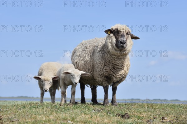 Domestic sheep (Ovis orientalis aries), female with lambs, Schleswig-Holstein, Germany