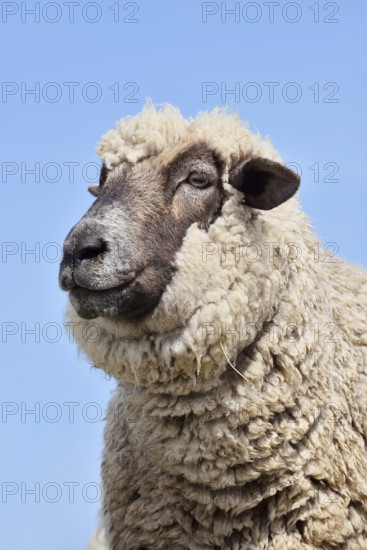 Domestic sheep (Ovis orientalis aries), portrait, Schleswig-Holstein, Germany