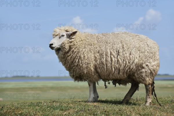 German white-headed meat sheep (Ovis orientalis aries), Schleswig-Holstein, Germany
