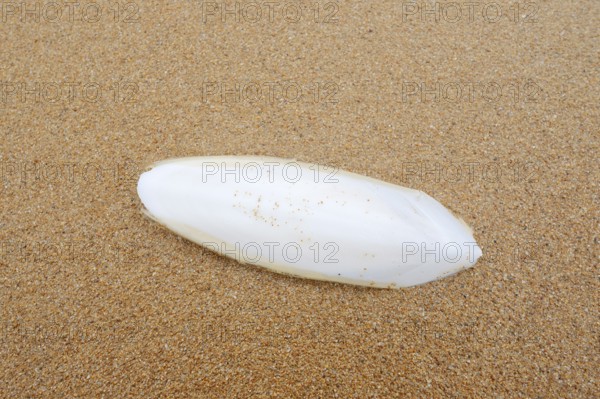 Cuttlefish school (cuttlefish) on a sandy beach, Algarve, Portugal