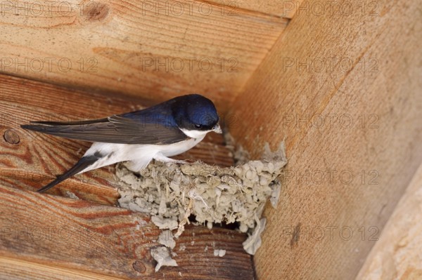 House martin (Delichon urbicum) building a nest, Schleswig-Holstein, Germany