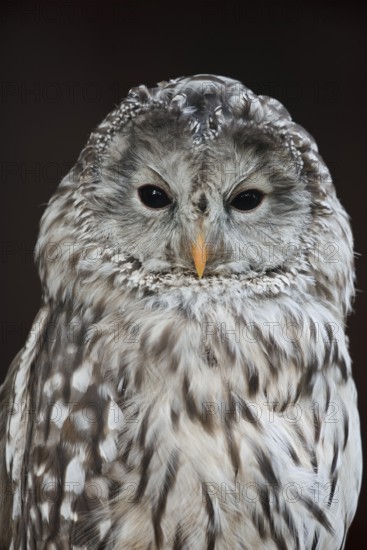Ural owl (Strix uralensis), portrait, Bavarian Forest, Germany