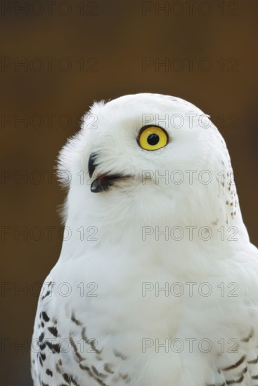Snowy owl (Bubo scandiacus, Nyctea scandiaca), female, portrait, captive, North Rhine-Westphalia, Germany