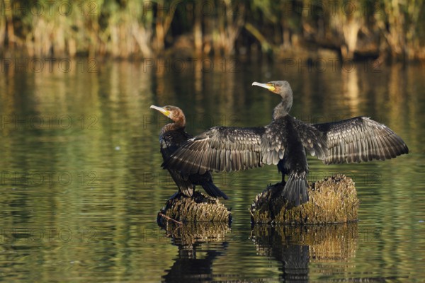 Cormorants (Phalacrocorax carbo) sitting on tree stumps in the water and drying their feathers, North Rhine-Westphalia, Germany