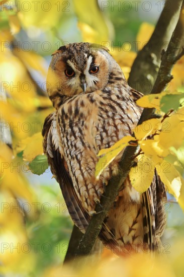 Long-eared owl (Asio otus) sitting in a tree in autumn, North Rhine-Westphalia, Germany
