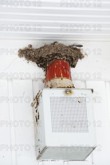 Barn Swallow (Hirundo rustica), chicks in the nest above an alarm system, Schleswig-Holstein, Germany