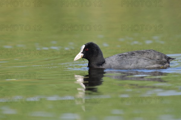 Eurasian Coot or coot rail (Fulica atra), North Rhine-Westphalia, Germany