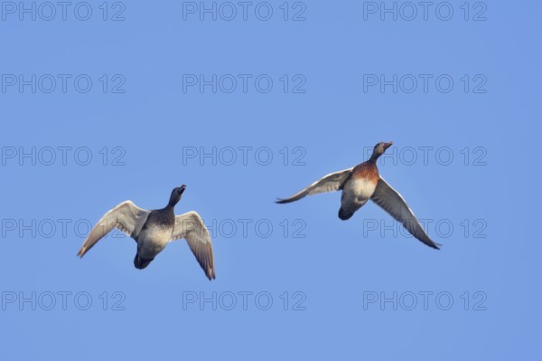 Gadwall (Mareca strepera, Anas strepera), drake and female flying, North Rhine-Westphalia, Germany