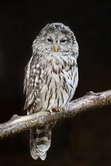 Ural owl (Strix uralensis), Bavarian Forest, Germany