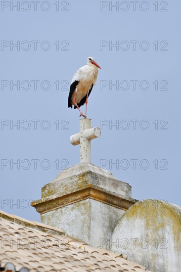 White stork (Ciconia ciconia) standing on the cross of a church, Portimao, Algarve, Portugal