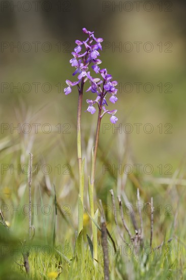 Green-winged orchid or Salep's orchid (Anacamptis morio, Orchis morio), flowering, Algarve, Portugal