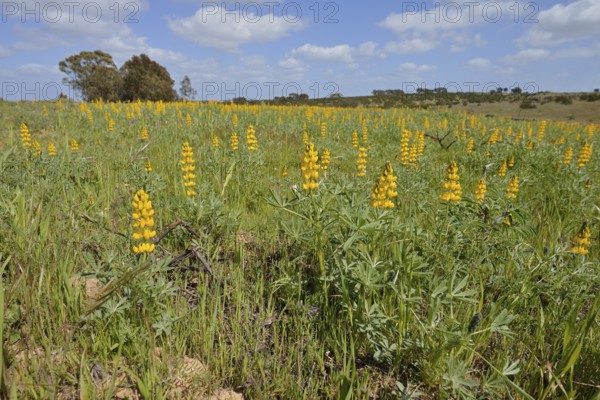 Flowering Yellow lupins (Lupinus luteus) in a meadow, Alentejo, Portugal