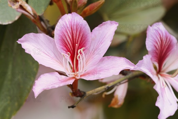 Pink orchid tree or small orchid tree (Bauhinia monandra), flower, Algarve, Portugal