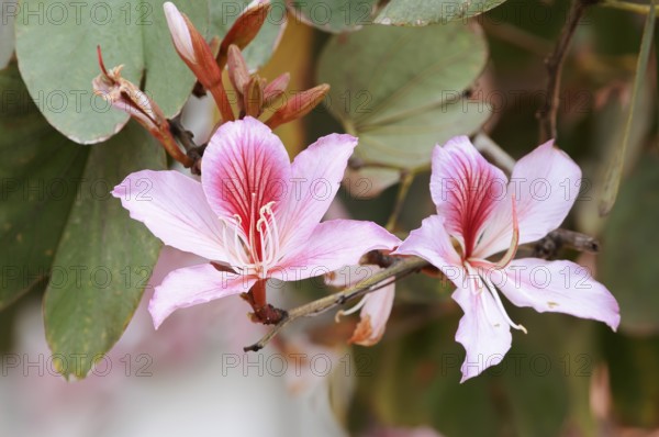 Pink orchid tree or small orchid tree (Bauhinia monandra), flowers, Algarve, Portugal