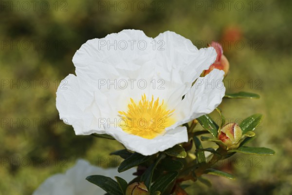 Lacquer cistus (Cistus ladanifer), flower, Algarve, Portugal
