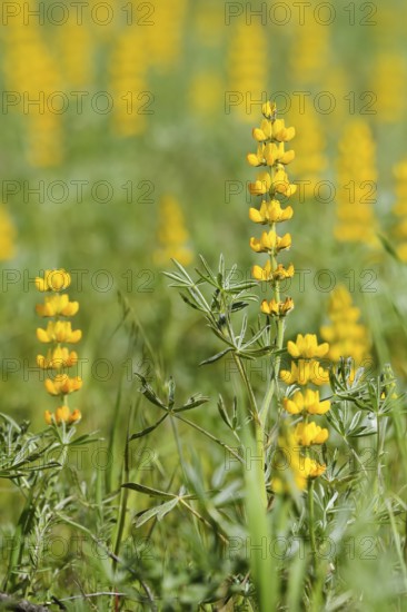 Yellow lupins (Lupinus luteus), flowering, Alentejo, Portugal
