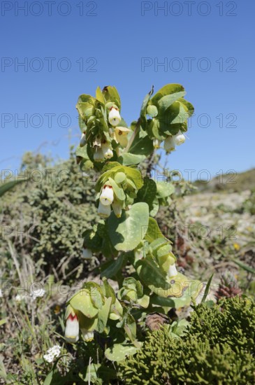 Waxflower (Cerinthe gymnandra, Cerinthe major subsp. gymnandra), flowering, Algarve, Portugal