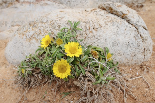 Coastal beach star or ducat flower (Pallenis maritima, Asteriscus maritimus), flowering, Algarve, Portugal