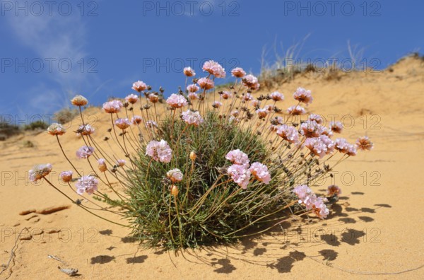 Sea carnation or common sea carnation (Armeria maritima), flowering, Alentejo, Portugal