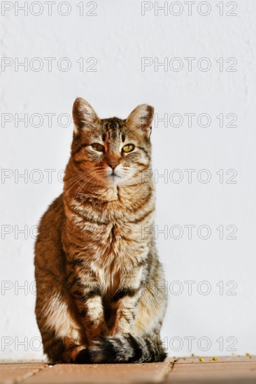 Domestic cat (Felis catus) sitting in front of a white house wall, Algarve, Portugal