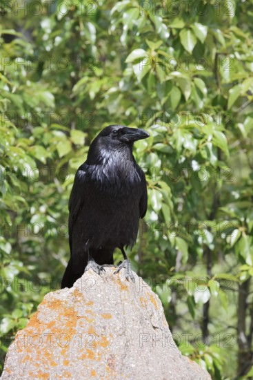 Raven (Corvus corax) sitting on a rock, Banff National Park, Alberta, Canada