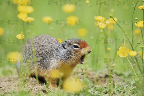 Columbia ground squirrel (Urocitellus columbianus, Spermophilus columbianus) sits calling at a burrow in a flower meadow, Yoho National Park, British Columbia, Canada