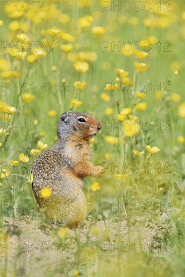 Columbia ground squirrel (Urocitellus columbianus, Spermophilus columbianus) in a flower meadow, Yoho National Park, British Columbia, Canada