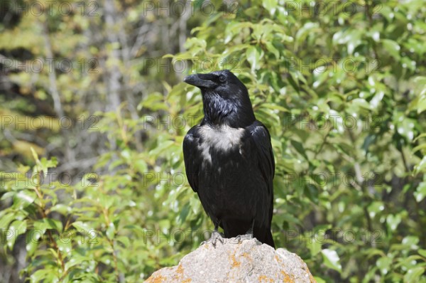 Raven (Corvus corax) sitting on a rock, Banff National Park, Alberta, Canada