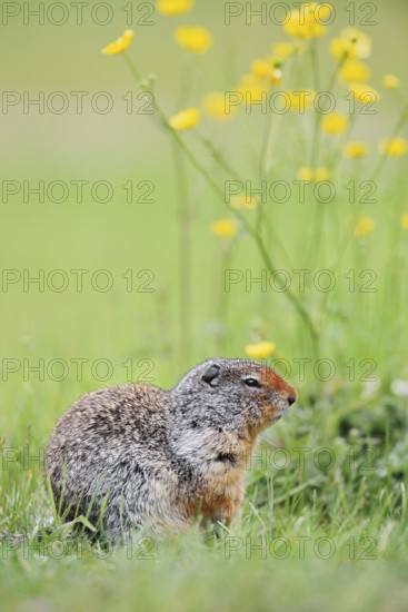 Columbia ground squirrel (Urocitellus columbianus, Spermophilus columbianus), Yoho National Park, British Columbia, Canada