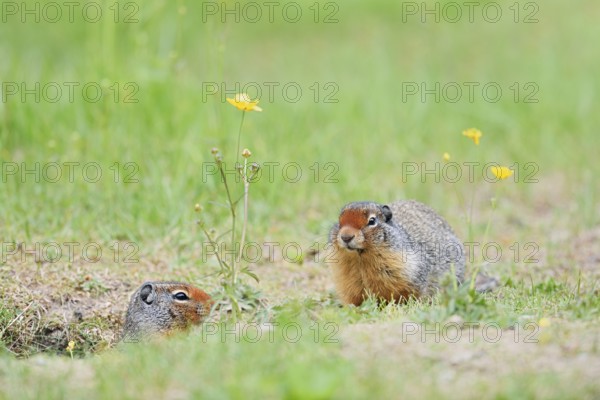 Columbia ground squirrel (Urocitellus columbianus, Spermophilus columbianus), two adults at the burrow, Yoho National Park, British Columbia, Canada