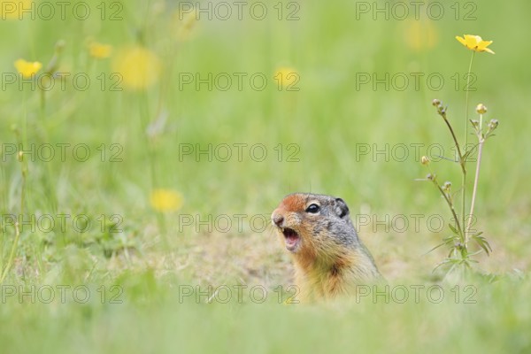 Columbia ground squirrel (Urocitellus columbianus, Spermophilus columbianus) looking out of its burrow, Yoho National Park, British Columbia, Canada